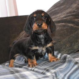 Dachshund Puppies from Sparkles & Spurs Mini Dachshunds