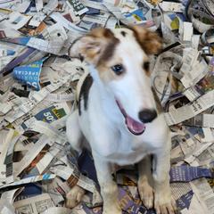 Boy 1 - Sable Borzoi puppy in Aiken County, South Carolina from Nirvanah Borzoi