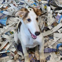 Boy 1 - Sable Borzoi puppy in Aiken County, South Carolina from Nirvanah Borzoi