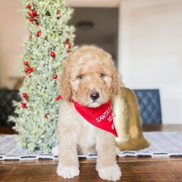 Drummer boy - Red  male Goldendoodle puppy in Hopkins County, Texas from Boutique Doodles