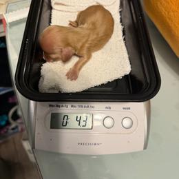 Goober - Cream male Dachshund puppy in Irving, Texas from DFW Dachshunds by G & S