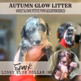 Spot 1 - SPARK - Merle male Goldendoodle puppy in Watertown, New York from True Friend Doodles