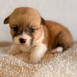 Red and White Female - Red female Pembroke Welsh Corgi puppy in Moreno Valley, California from Corgi Dobie Co.