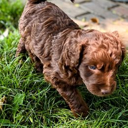 Red Phantom, Male One - Red phantom male Aussiedoodle puppy in Parma, Idaho from Arena Valley Acres