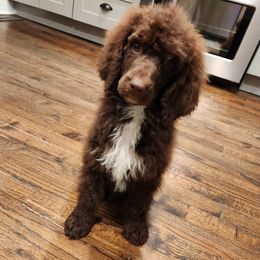 Flynn - Brown male Poodle puppy in Thomasville, North Carolina from Gypsy Moon's Legacy