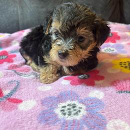 Pancakes - Black and tan male Yorkipoo puppy in San Antonio, Texas from Sweet as dessert puppies