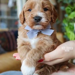 Axel - Red  male Goldendoodle puppy in Salado, Texas from Red Ranch Dogs