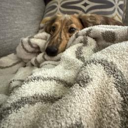 Milo - Dachshund
