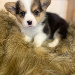 💗 - White and black Pembroke Welsh Corgi puppy in Willcox, Arizona from C spear Corgis