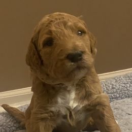 Goldendoodles from Aloha Doodles