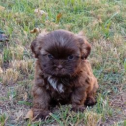 Missy 1 - Chocolate female Shih Tzu puppy in Grand Prairie, Texas from R&R Shih-Tzus & Stud Services