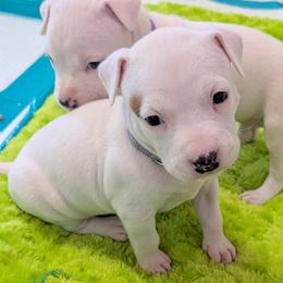 Ahsoka - White female American Staffordshire Terrier puppy in Weston, Ohio from Natasha's AmStaffs