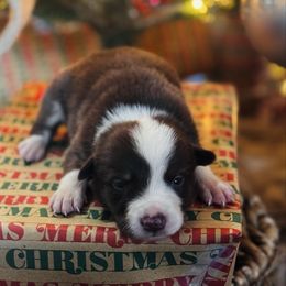 Latch x Lassie - Girl 3 - Red and white - White and red female Border Collie puppy in Minden, Iowa from Rocking N Registered Border Collies & Labradors