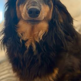 Millie - Dachshund