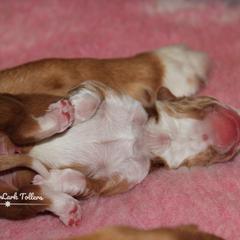 Nova Scotia Duck Tolling Retriever Puppies from Meadowlark Tollers