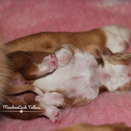 Nova Scotia Duck Tolling Retriever Puppies from Meadowlark Tollers