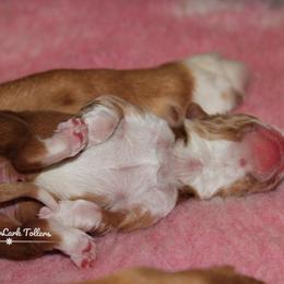 Nova Scotia Duck Tolling Retriever Puppies from Meadowlark Tollers
