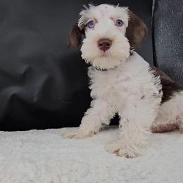 Sterling - Parti male Miniature Schnauzer puppy in Panama City, Florida from Emerald Coast Schnauzers