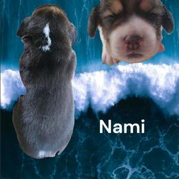 Nami - Black fawn and white female Beagle puppy in Brockway, Pennsylvania from Sugar Hill Hounds