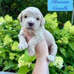 Roman Candle - Yellow and white male Bernedoodle puppy in Midland, Michigan from Northern Charm Farm