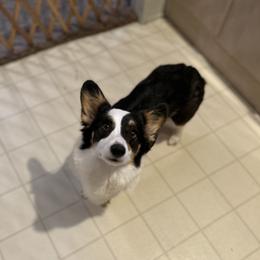 Olive - American Corgi