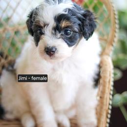 Jimi - Black tri-color female Aussiedoodle puppy in Crete, Nebraska from Doodles & Co