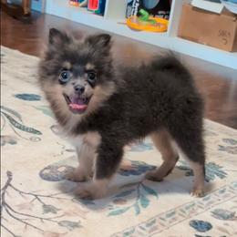 Little Augusta - Blue and tan female Pomeranian puppy in Danielsville, Georgia from PassionatePomPoms