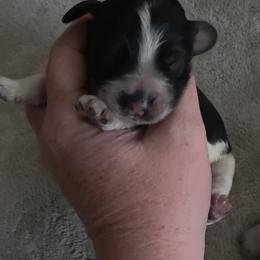 Riddler - Tri-Roan male English Springer Spaniel puppy in Florida from Thunderbird Springers