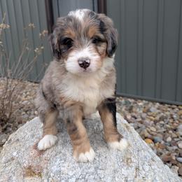Tye - Blue merle male Bernedoodle puppy in Beach City, Ohio from Blue Cloud Doodles