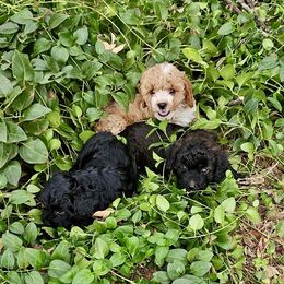 Cavapoo, Cockapoo, Goldendoodle, and Maltipoo Puppies from Perdue Puppies