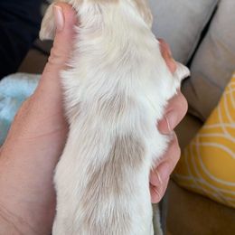 Dachshund Puppies from C and J Minis