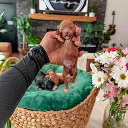 Bernedoodle, Cavapoo, Cavapoochon, Goldendoodle, Poodle, and Yorkipoo Puppies from Anchor Dogs