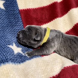 Athena - Gray brindle Cane Corso puppy in Asheville, North Carolina from War Dogs