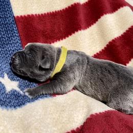 Athena - Gray brindle Cane Corso puppy in Asheville, North Carolina from War Dogs