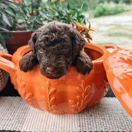 Waylon - Brown and white male Aussiedoodle puppy in Tryon, North Carolina from Melrose Mountain Farm