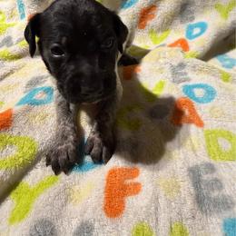 Orange - Black roan male German Shorthaired Pointer puppy in Jackson, Georgia from Rosengrace Gsps (formerly Tiner GSP’s)