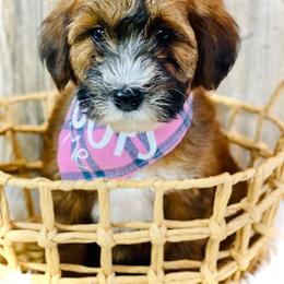 Poodle and Whoodle Puppies from Genesis Family Farm