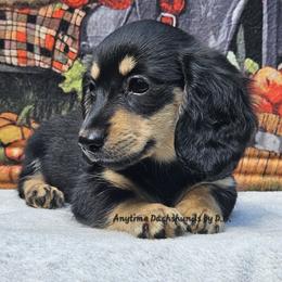 Ella (2500) - Black and cream female Dachshund puppy in Ovett, Mississippi from Anytime Dachshunds by D.B.