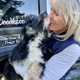 Bernedoodle Puppies from HooDoodles