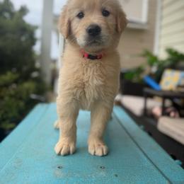 Eleven - Golden female Golden Retriever puppy in Duncan, South Carolina from Glimmer Goldens