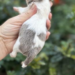 Boy 1 - Chocolate blue male Chihuahua puppy in Newport Beach, California from Exotic City Pomeranians and chihuahuas