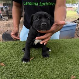 Red boy - Fawn male Cane Corso puppy in Saluda, South Carolina from Brooks Imperial Corso