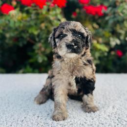Bluebell (Bell) - Merle female Labradoodle puppy in Elizabeth City, North Carolina from Howdy Doodles
