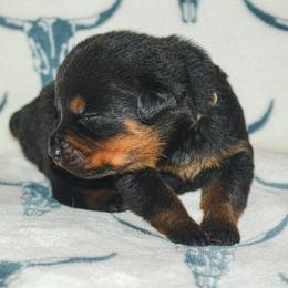 Boy 4 - Black and mahogany male Rottweiler puppy in Ethel, Washington from Titanenheim Rottweilers