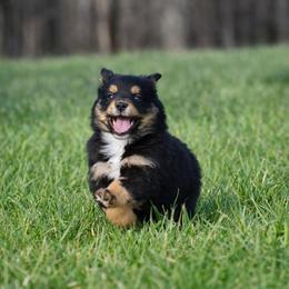 Amber - Black tri female Miniature Australian Shepherd puppy in Lowgap, North Carolina from Baileys Mini Aussies