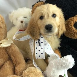 Goldendoodle Puppies from DoodleSmith, LLC