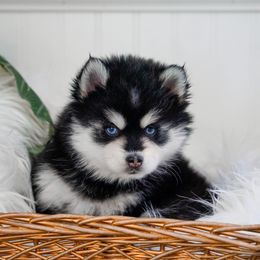 Pomsky Puppies from Arctic Star Pomskies