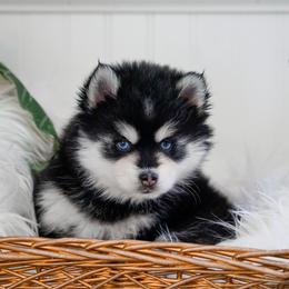 Pomsky Puppies from Arctic Star Pomskies