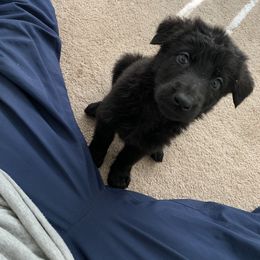 German Shepherd puppies from Big House Kennels