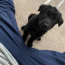 German Shepherd puppies from Big House Kennels